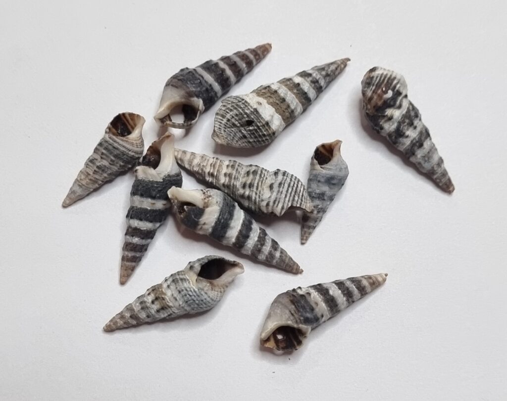 Real Sea Shells – 10pcs Small Assorted Sizes – Craftup